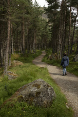 Obraz premium Girl walking in a pine forest