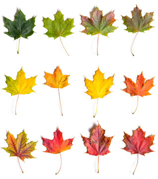 autumn fallen maple leaves collection from green to red, isolated on white background