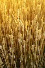 Ripe wheats field close-up