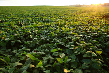 Green soybeans field