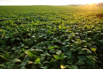 Photo sur Plexiglas Campagne Green soybeans field