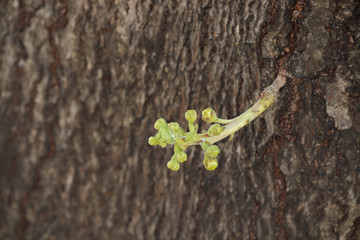 Cannonball tree is beautifully blooming on the tree.