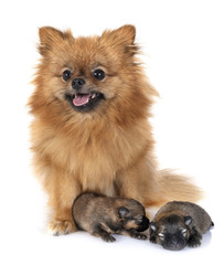 Obraz premium puppies pomeranian and mother
