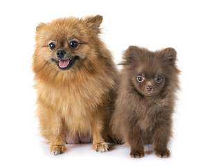 Obraz premium puppy pomeranian and mother