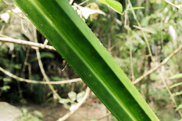 Obraz premium Long leaves in Phuket Thailand