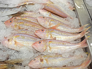 Close up Group of Fresh Ornate Threadfin Bream or Nemipterus hexodon on Ice