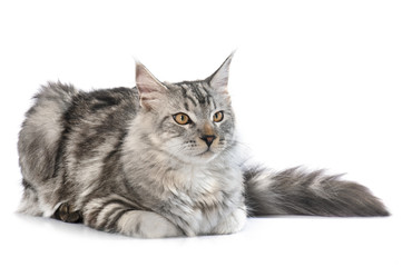 Fototapeta premium maine coon cat