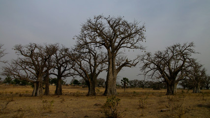 Paysage avec bosquet de baobabs au coucher du soleil , Tchamba, Cameroun