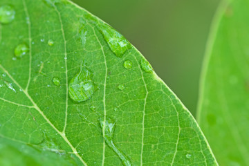 close up macro beautiful water drops on green leaf