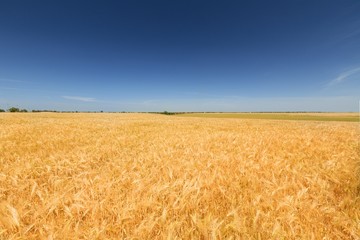 Golden Barley / Wheat Field
