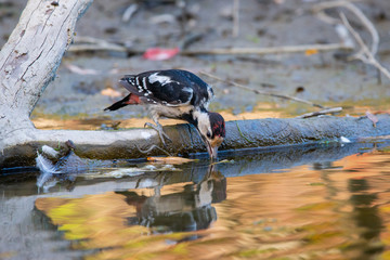 Syrian woodpecker or Dendrocopos syriacus drink water