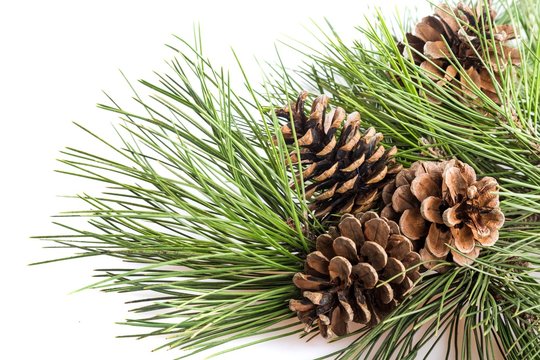 Christmas coniferous wreath