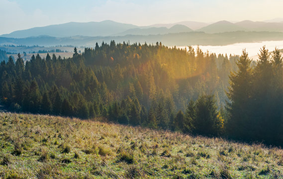 autumn landscape in mountains. spruce forest on a grassy hill. glowing fog in the distant valley. wonderful scenery at sunrise