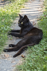 Resting adult black cat outdoors in the garden.