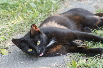 Resting adult black cat with tongue torn.