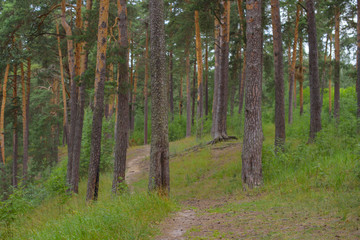 summer in pine forest