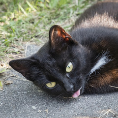 Resting adult black cat with tongue torn.