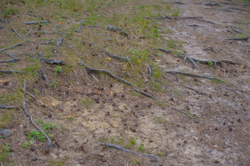 the roots of pine trees