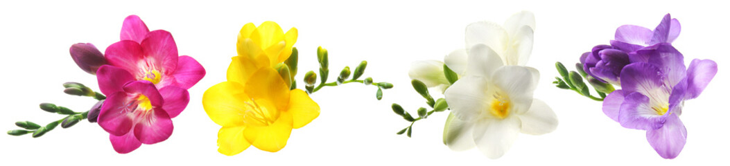 Set with Freesia flowers on white background