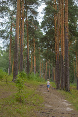 little boy walks in a pine forest