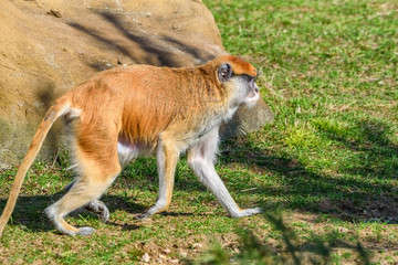 portrait of a monkey at the zoo