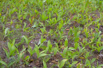 leaves from Lily of the valley