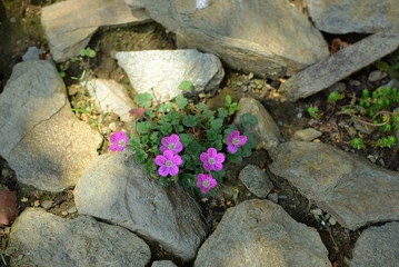Erodium with pink flowers among stones