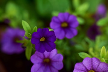 Fototapeta premium Purple Calibrachoa Million bells flowers macro