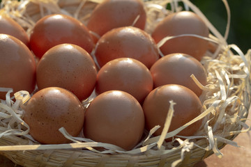 Fresh eggs from the hens in the straw bowl. Chicken eggs. Straw dish with a green background.