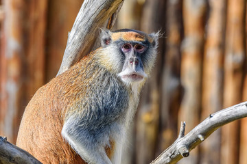 portrait of a monkey at the zoo