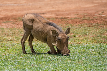 Warthog Eating