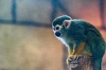 portrait of a monkey at the zoo