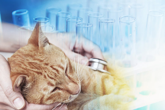 Veterinarian examining a kitten