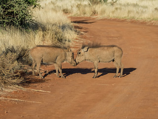 Juvenile Warthogs
