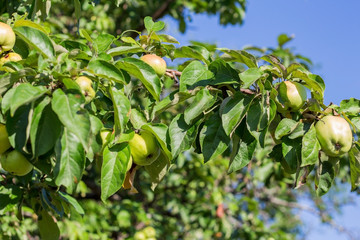 Apple tree with green apples