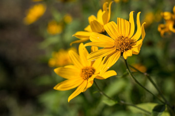 yellow flowers of Jerusalem artichoke in the garden