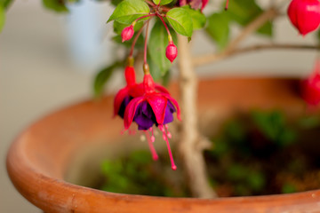 Bright and colorful fuchsia dark eyes flowers.