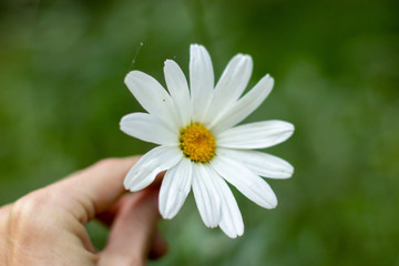 Chamomile flower is a wheel of fortune for love.