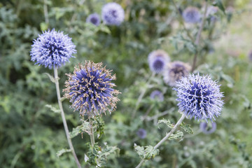 Echinopssphaerocephalus - Spherical flowers of ornamental thistle in the garden.