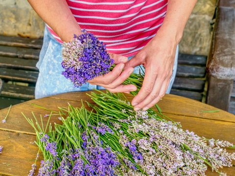  Girl hands are holding a bouquet of fresh lavender