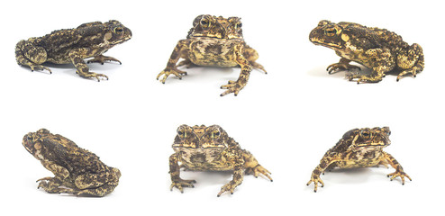 Obraz premium Toad White Background from phuket Thailand .The collection. Suitable for use in design, editing, decoration, use both print and website.