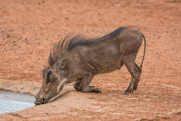 Warthog Drinking