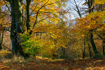 Fototapeta premium golden foliage in the forest. beautiful autumn scenery in a bright light. pleasant nature background