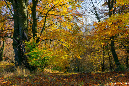 golden foliage in the forest. beautiful autumn scenery in a bright light. pleasant nature background