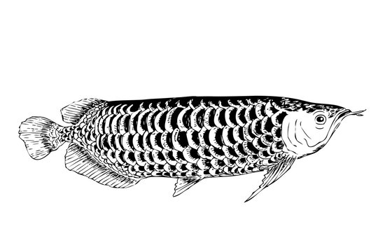 simple hand draw sketch arwana fish