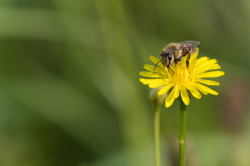 A bee pollinating on a yellow flower.