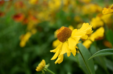 Yellow helenium flowers on a flower bed on a sunny day