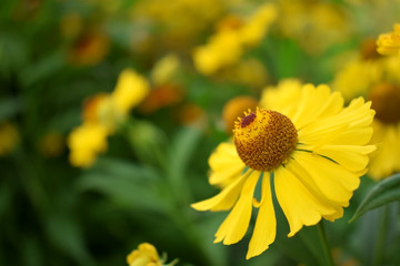 Yellow helenium flowers on a flower bed on a sunny day