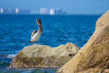 Pelicano en la playa