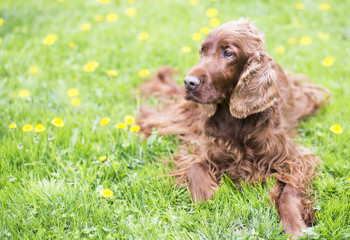 Beautiful happy Irish Setter pet dog lying in the grass with yellow flowers